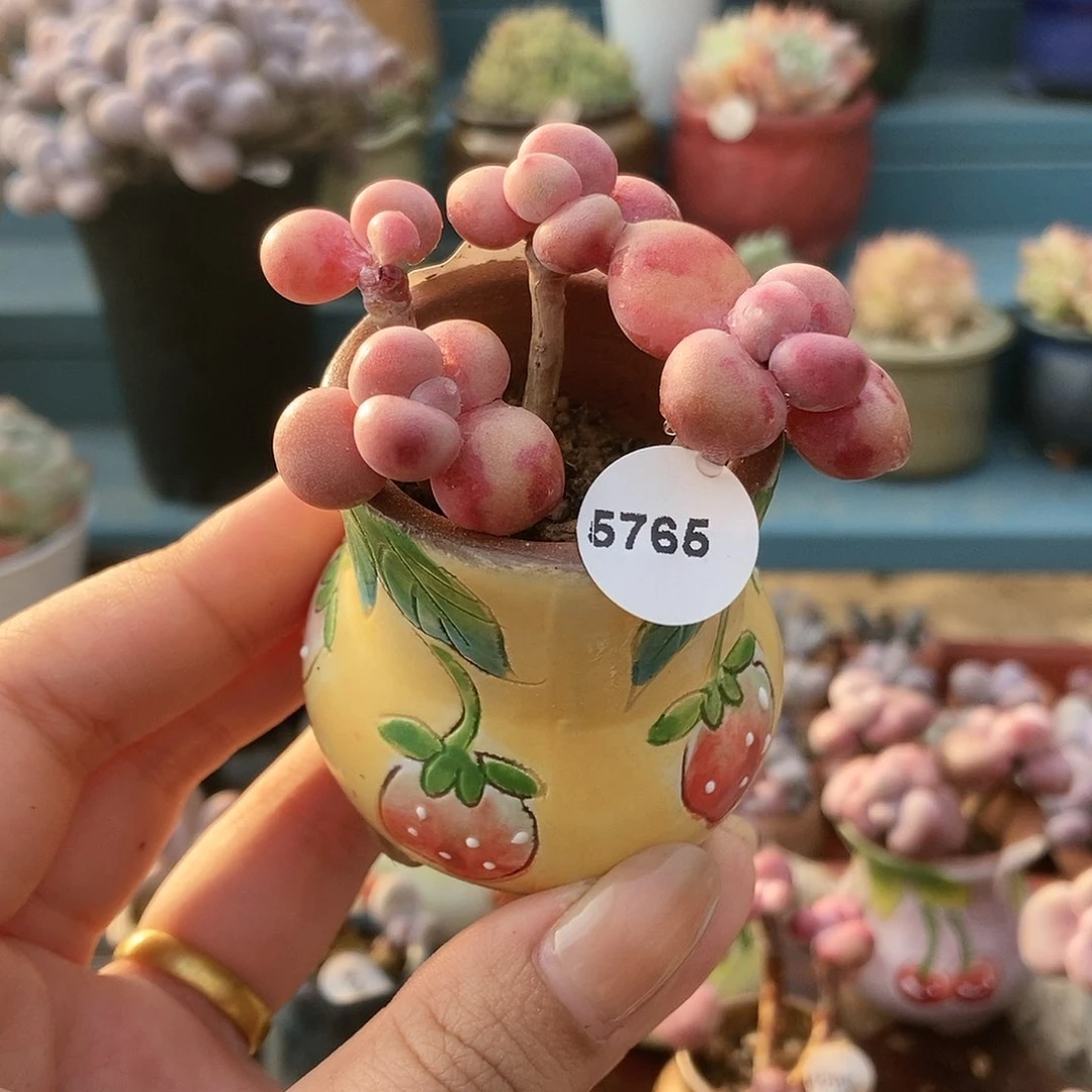 阿*5765糖果腰子蛋带盆土