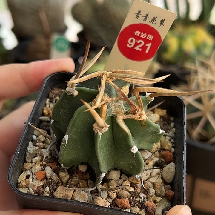 实生水牛角大凤玉4.8cm