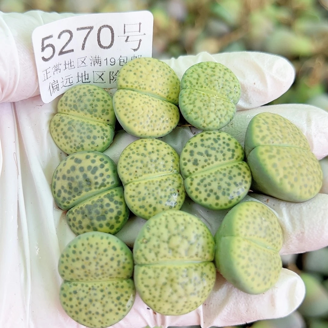 5270 好养易活生石花大母本10个1.5-2.2cm