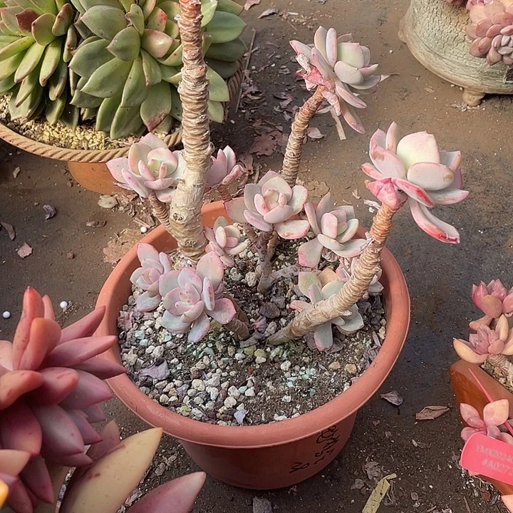 如***令多肉植物，一物一拍