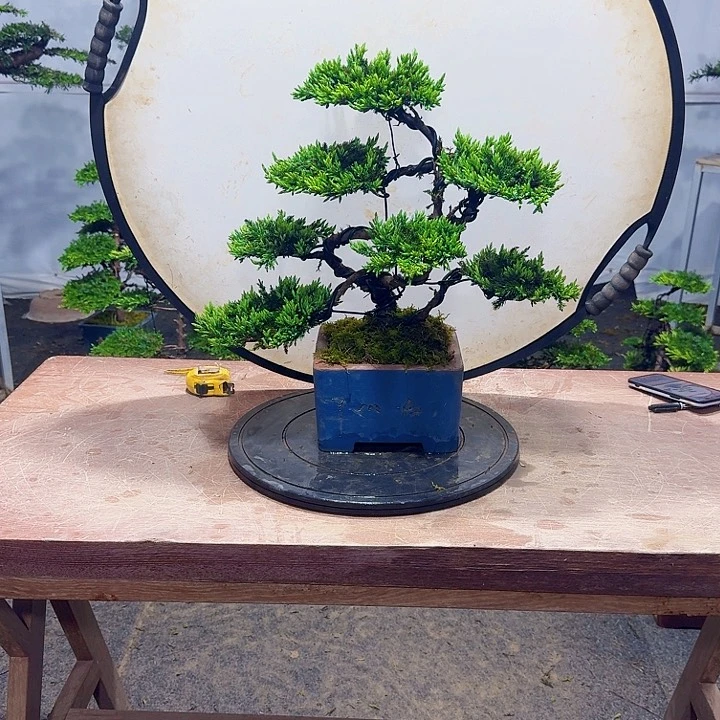 珍珠柏盆景含盆包邮