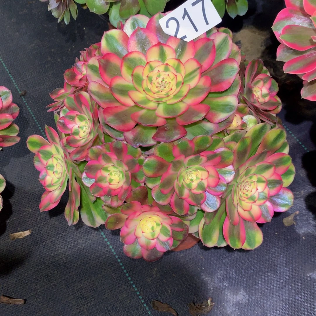 .***.法师多肉植物217荔枝