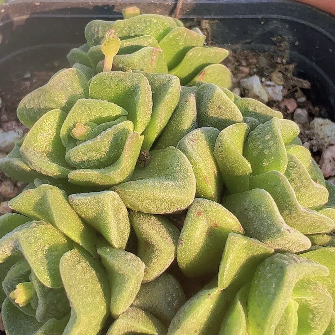 桃乐丝19包邮多肉植物