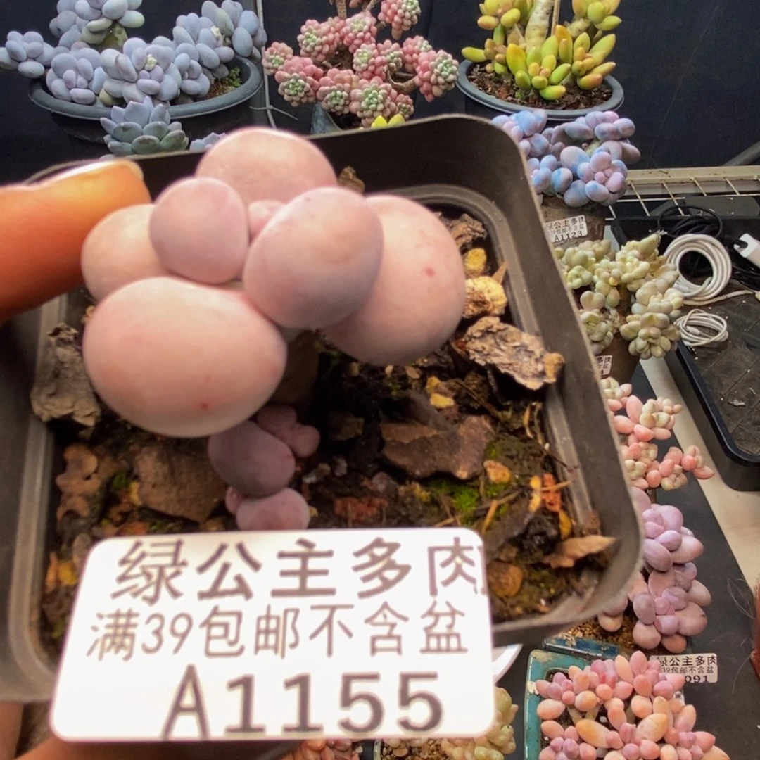 155橙奶多肉肉4c m