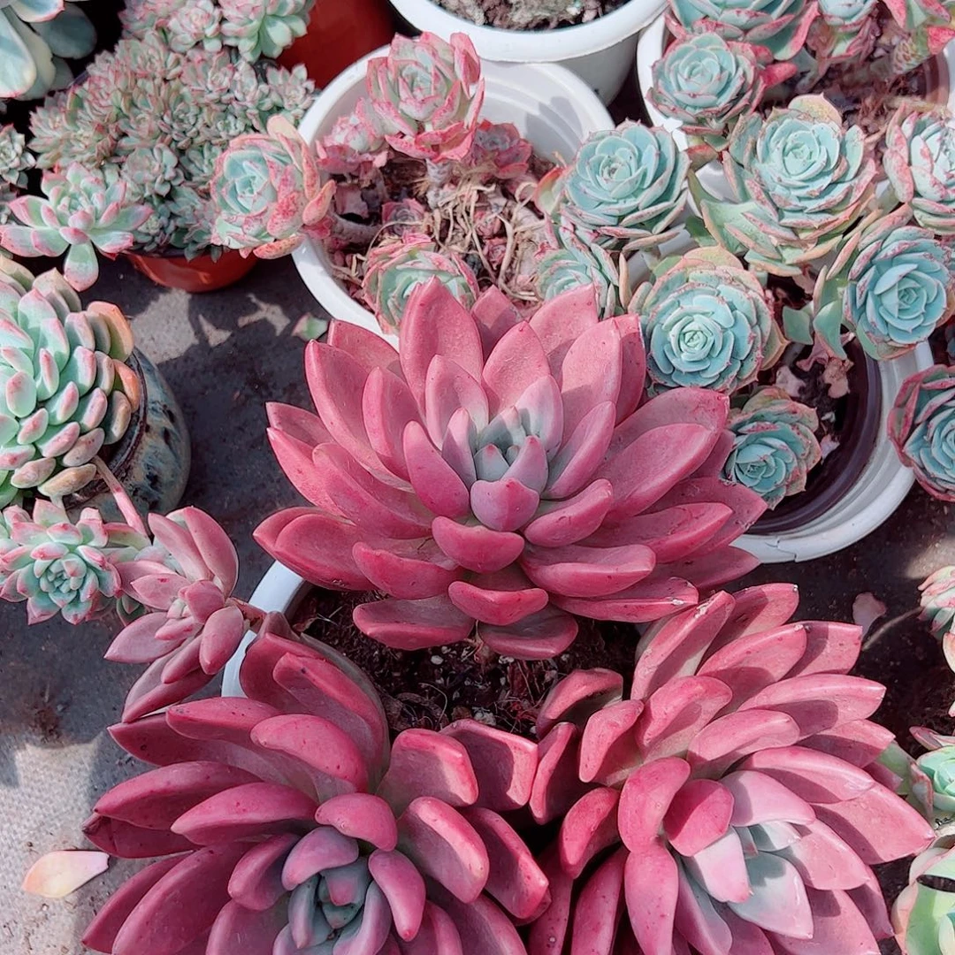 桃花源三大头起发超级大精品