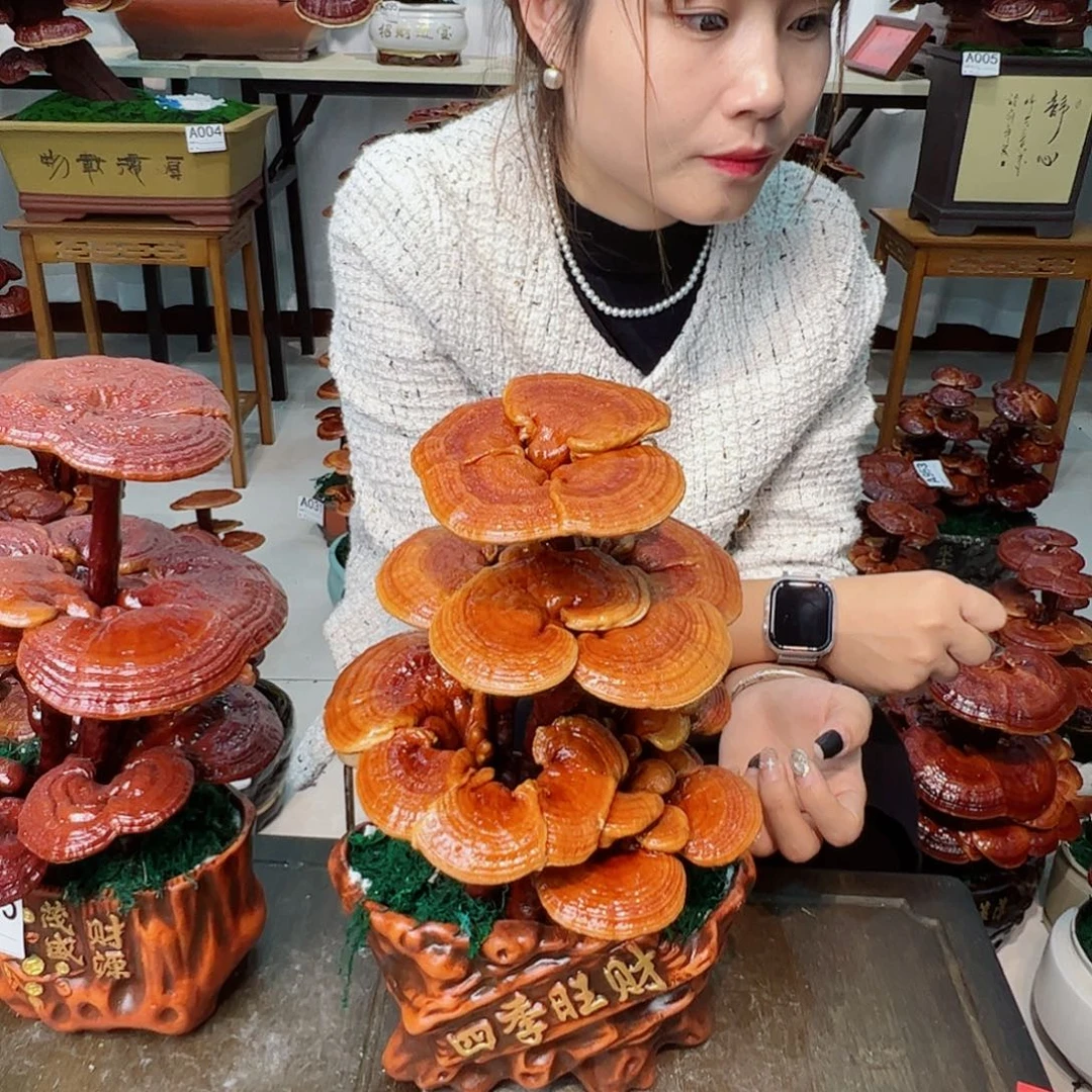 无花朵灵芝盆景海纳百川