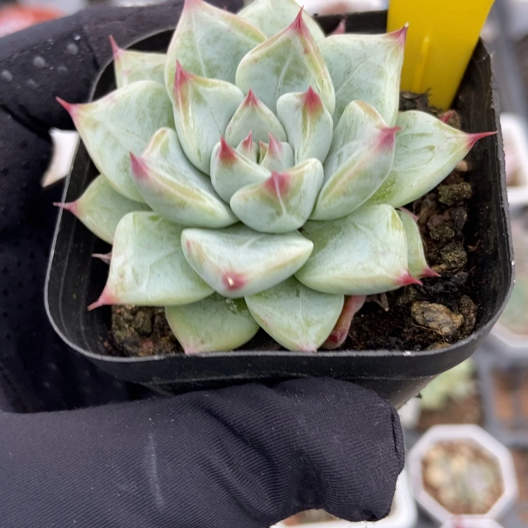 720多肉植物提取精华
