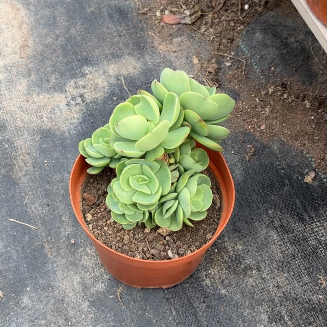 【闪购商品】无花朵芋*