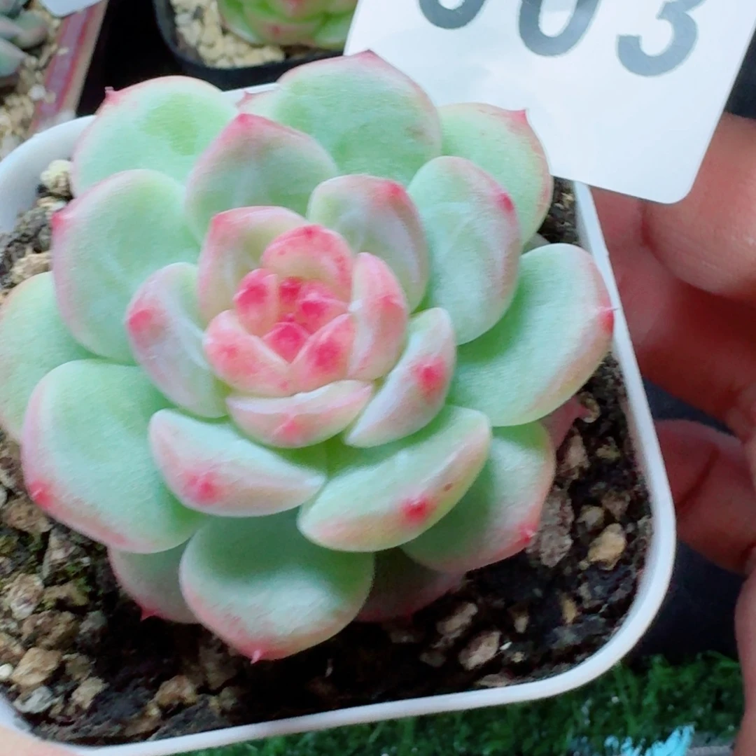 甜心      愿你一路坦途，乘风破浪展宏图