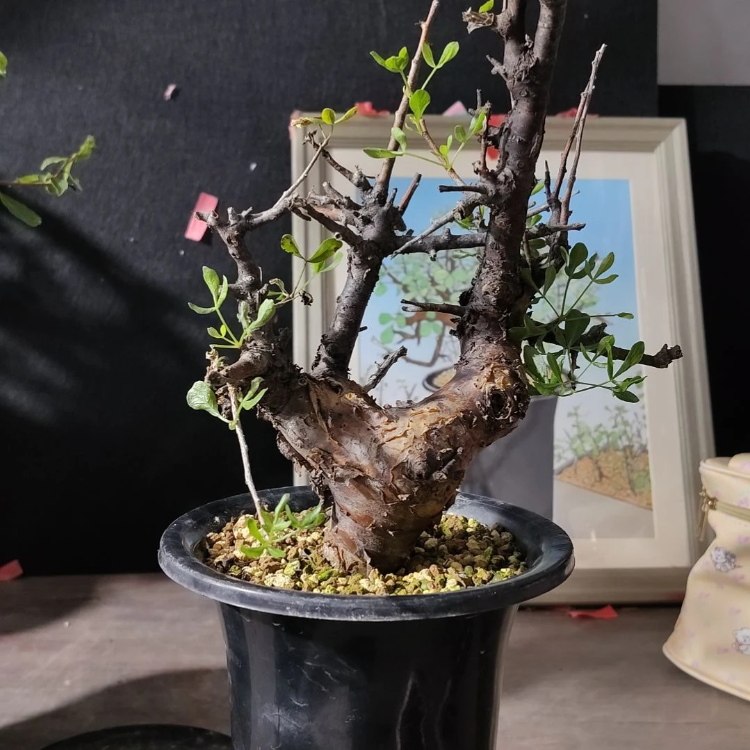 索马里细叶佛里西