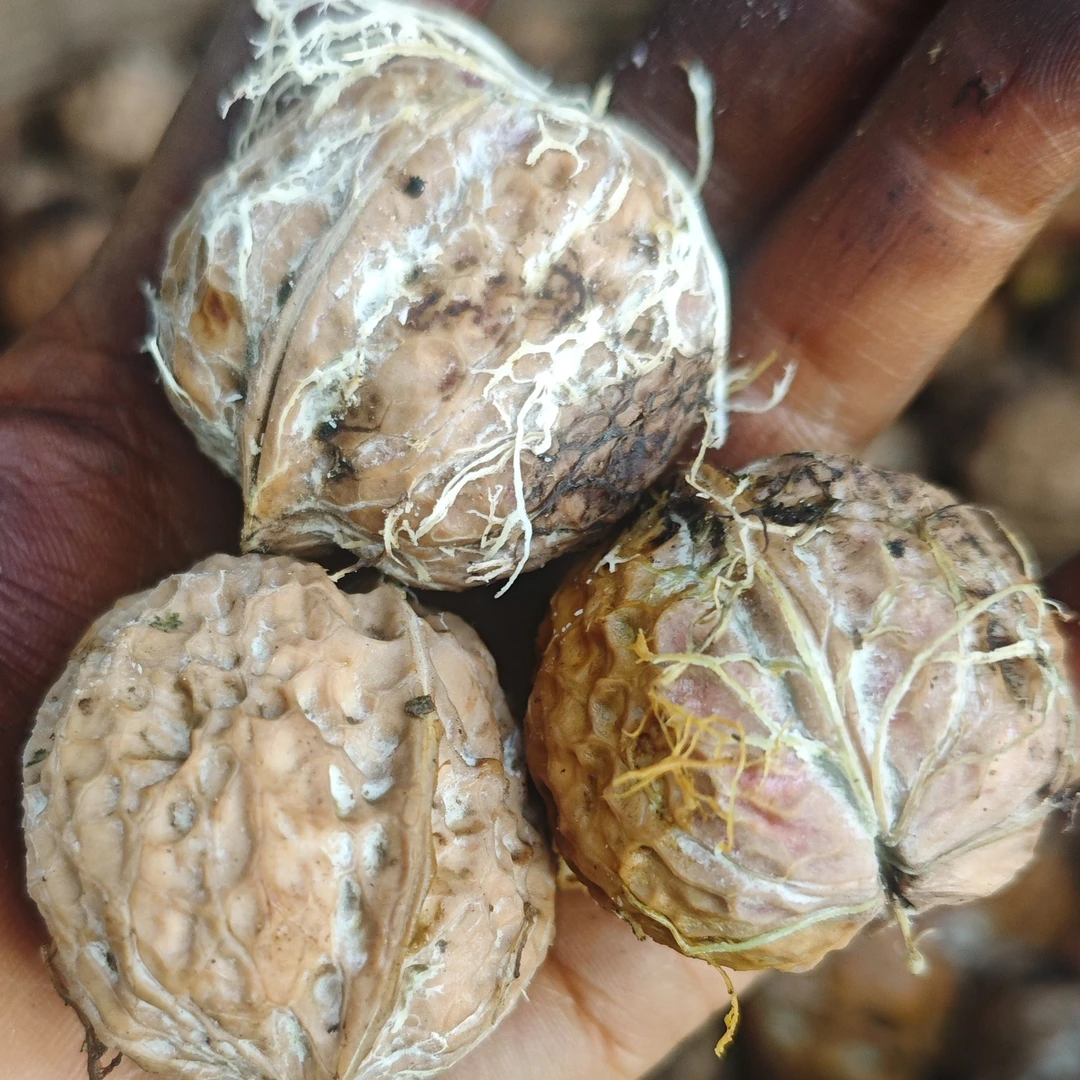 云南高山老树新鲜湿核桃