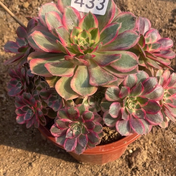 无花朵433对肉植物云荷