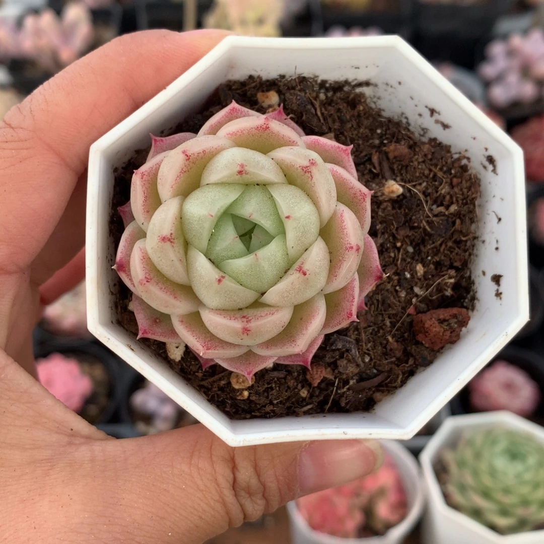 精控粉包子麦秆单头