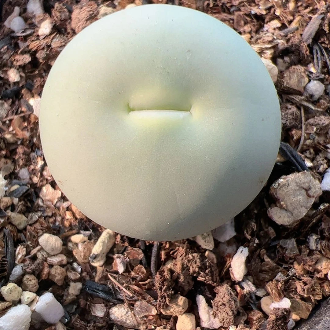 【闪购商品】380 鸽子蛋