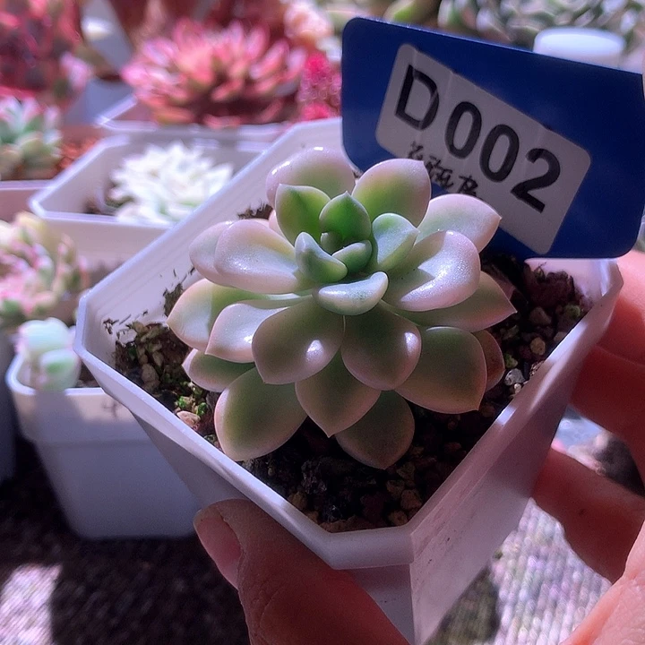 花斑鹿覆轮锦有根