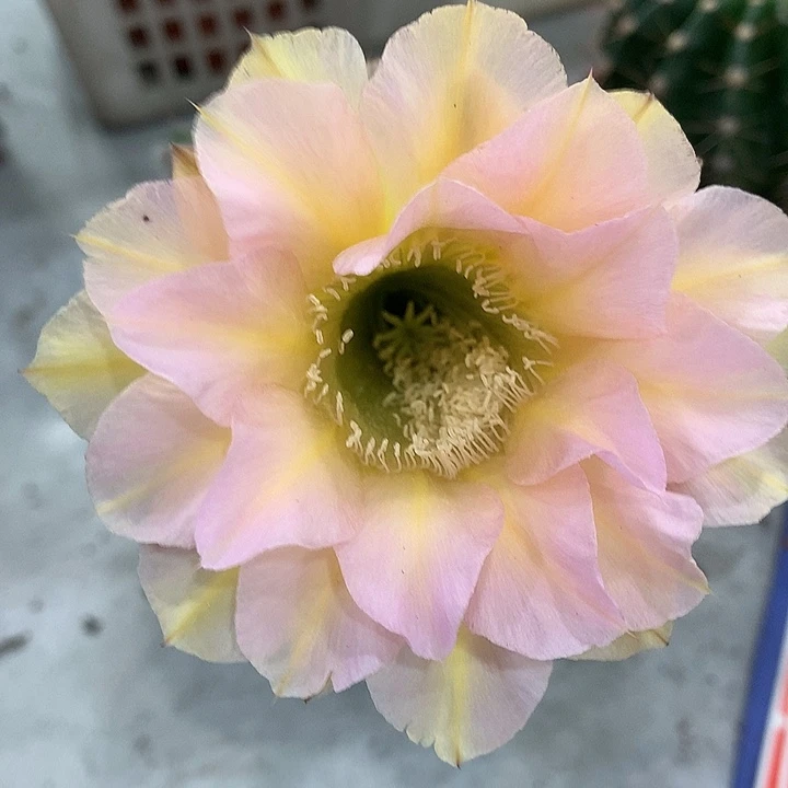 无花朵彩草 555粉色