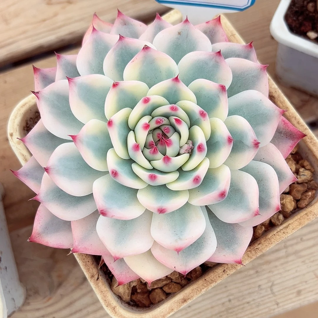 1104-87吉娃娃锦。