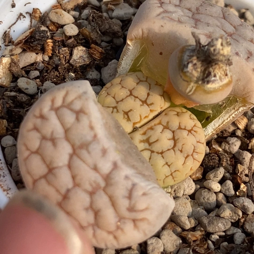 0095 189苇珑玉带盆土