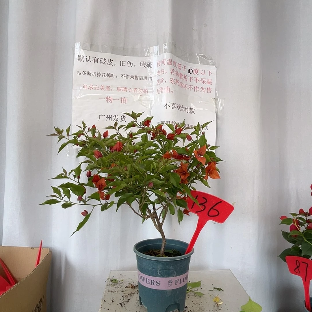 当前无花栽培后可以开花136热火红桑巴盆苗