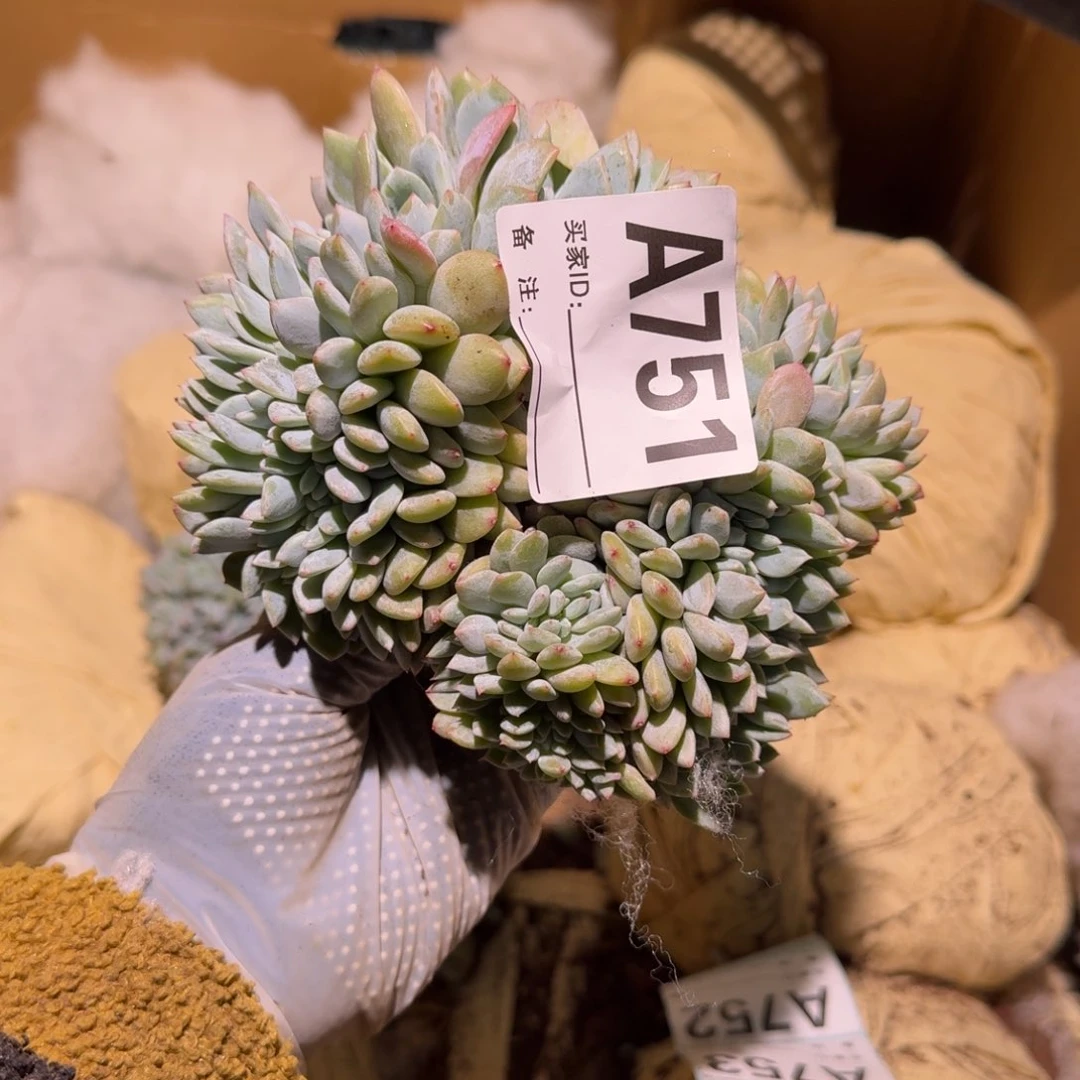 闲**看星影缀化呀呀呀呀