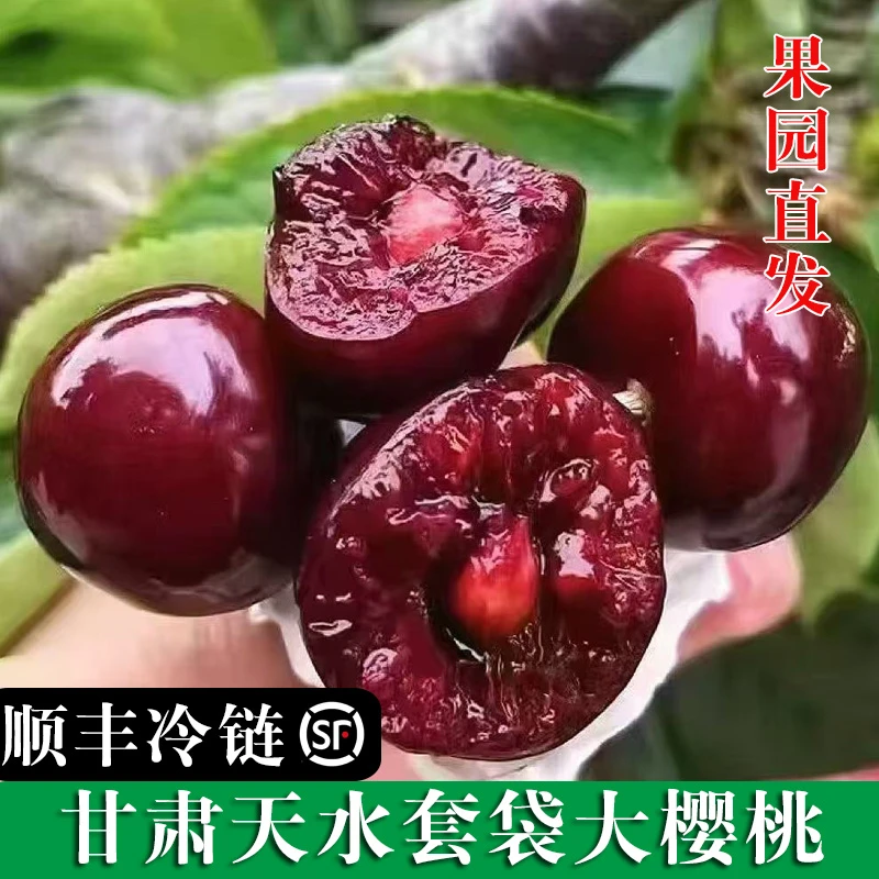 顺丰快递/甘肃天水大樱桃套袋大樱桃胜利品种新鲜/2.8斤5斤