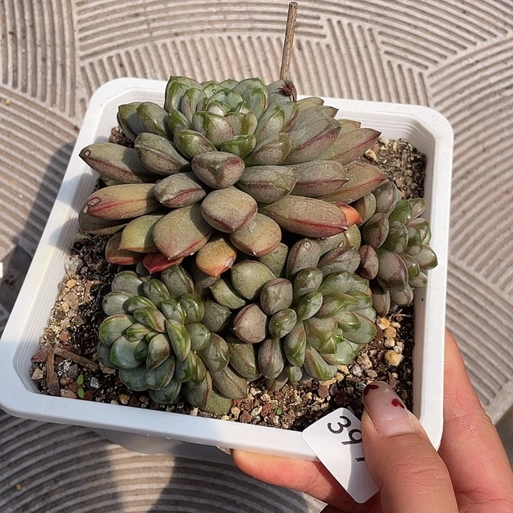 399。 红葡萄。   量拍