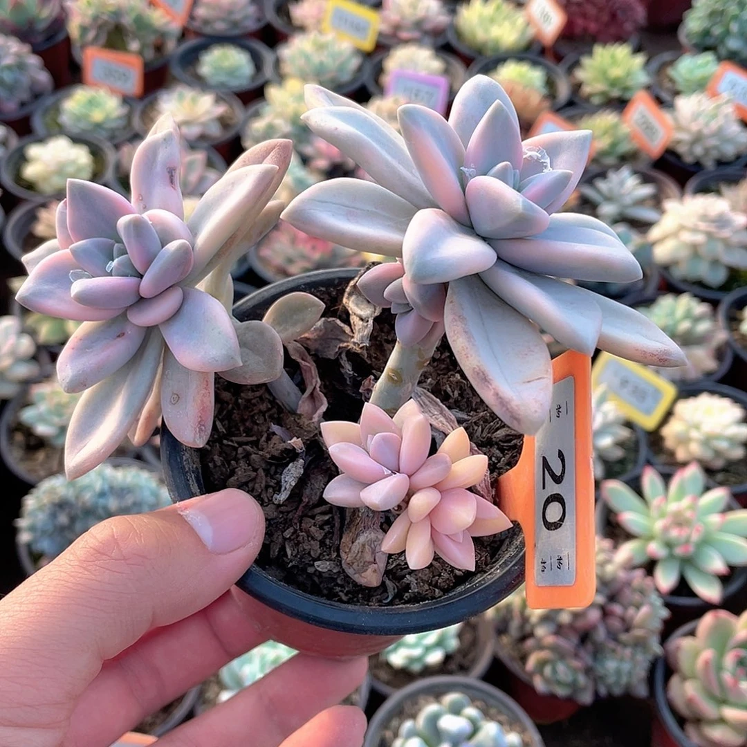 淡雪锦20号多肉植物