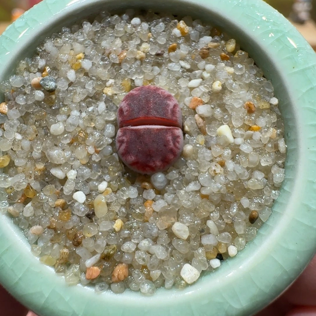 蘑菇1347阿克塞尔玫瑰