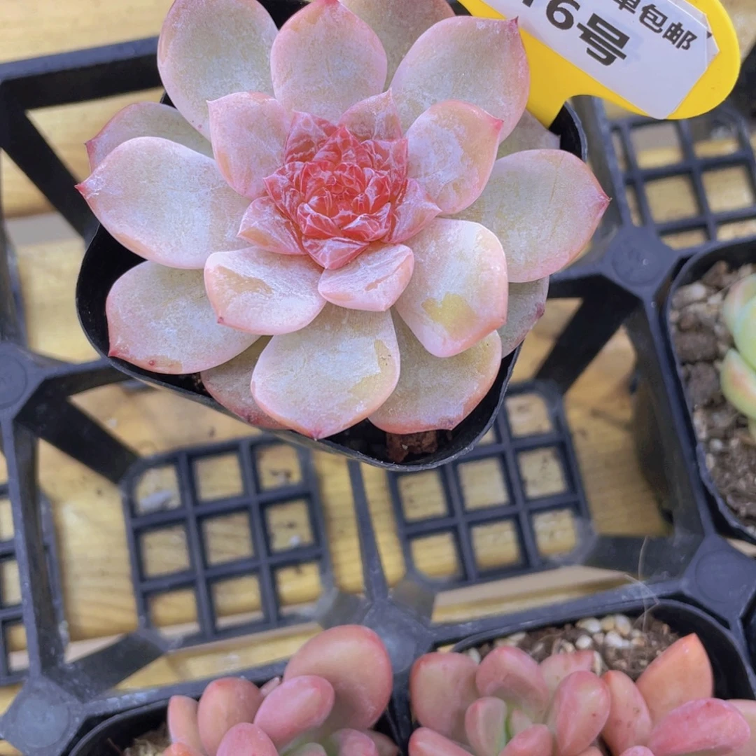 116号 全状态粉黛钻石珍妮