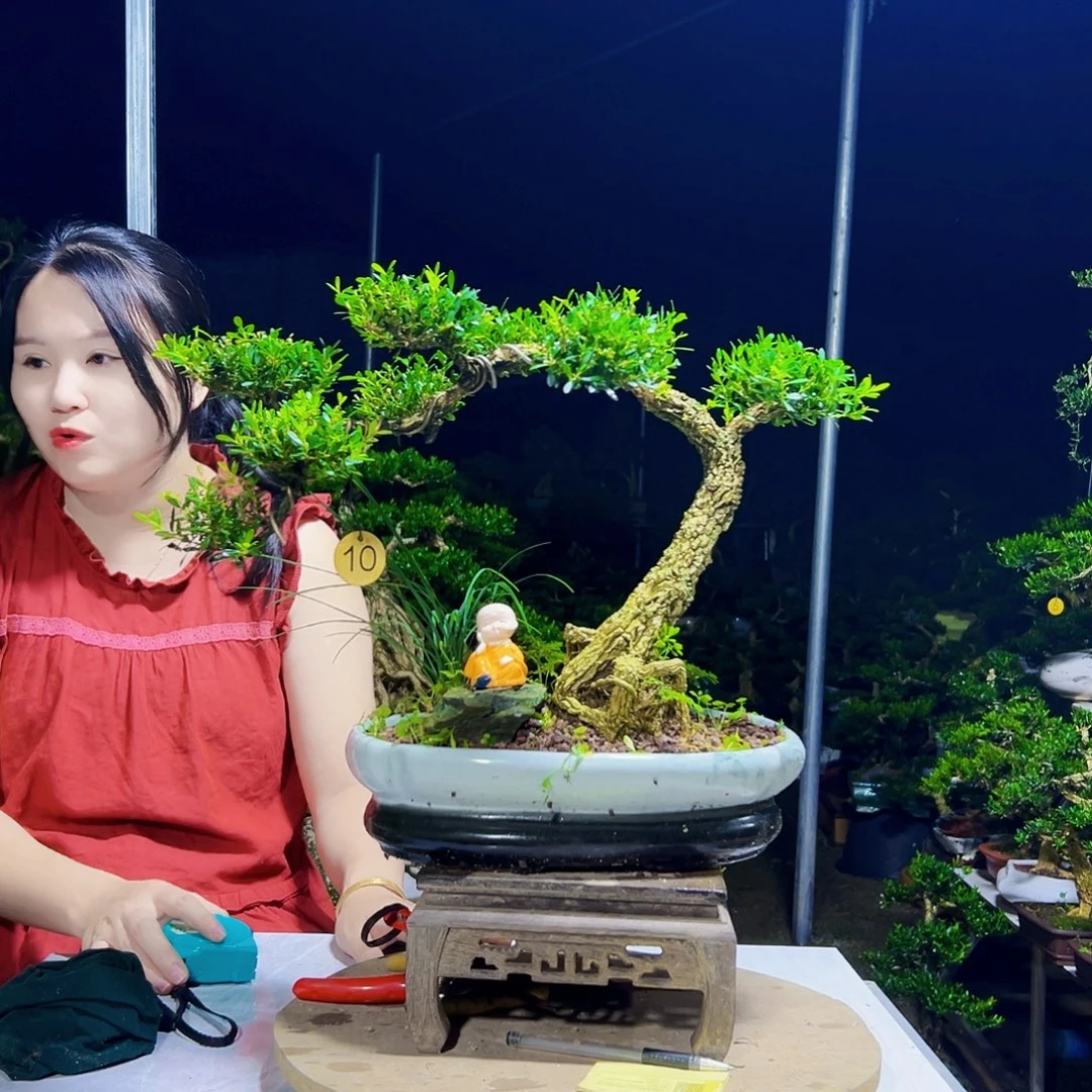 无花朵黄杨木