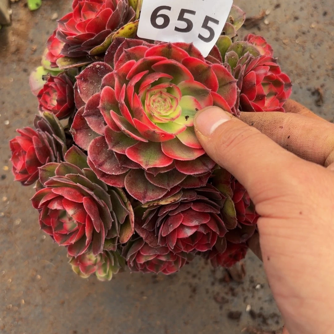 ?*?655多肉植物荔枝