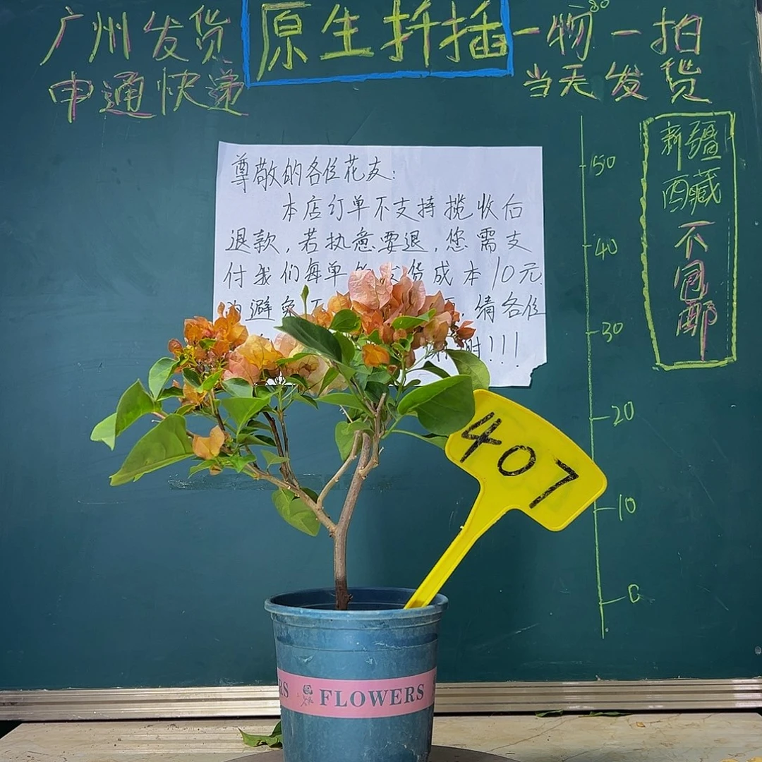 当前无花栽培后可以开花     落日  407