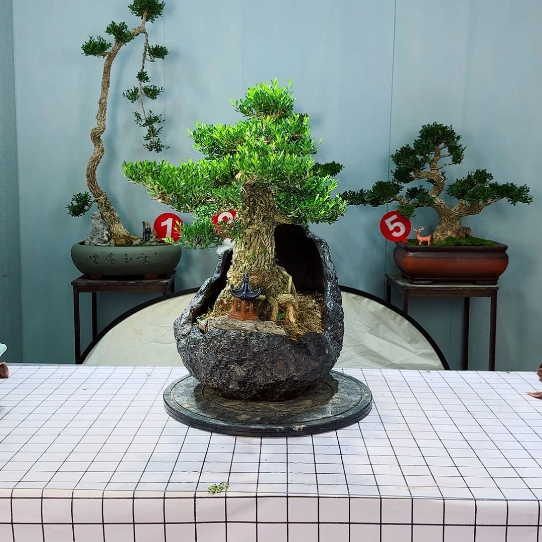 木*子广东皱皮雀舌黄杨