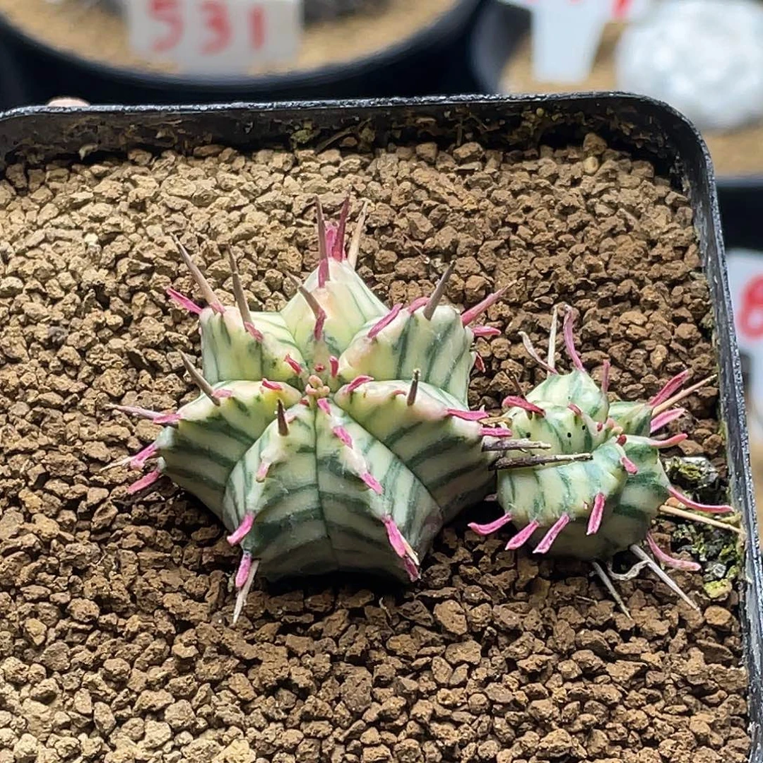 双头羽田斑马锦大戟 带盆土包邮