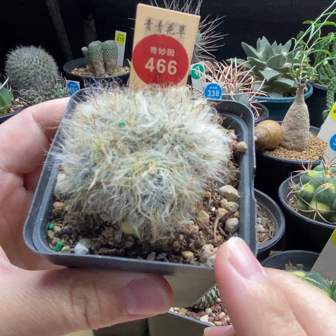 实生白云高砂群一颗仙人球