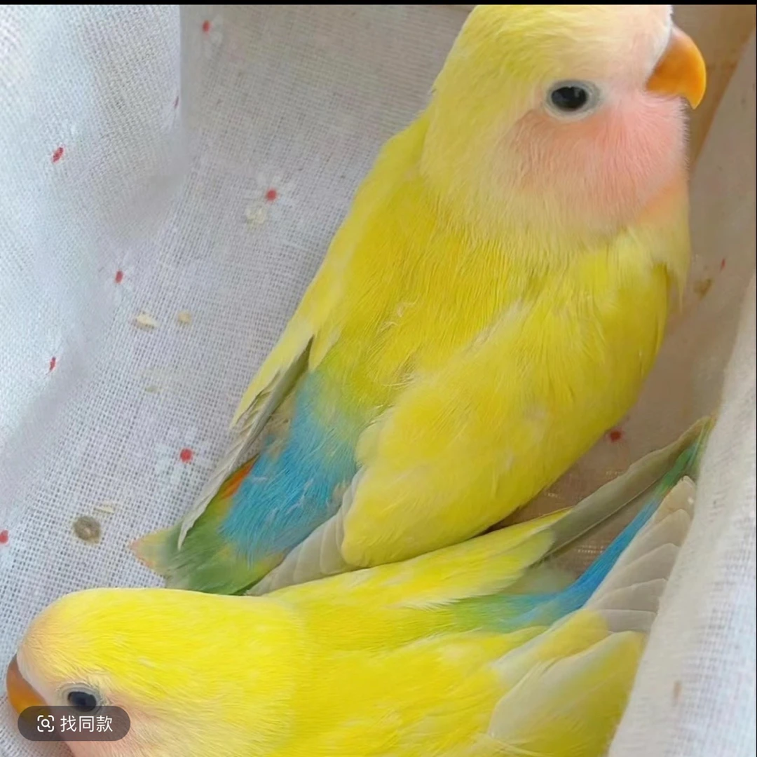手养牡丹鹦鹉活鸟黄桃绿桃亲人可爱适合家养