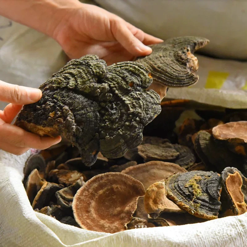 甄选优质野长桑黄纯正品桑黄菌净重250克