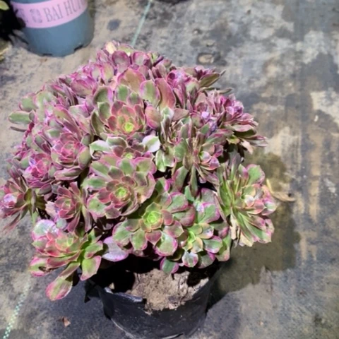 安娜多肉植物077