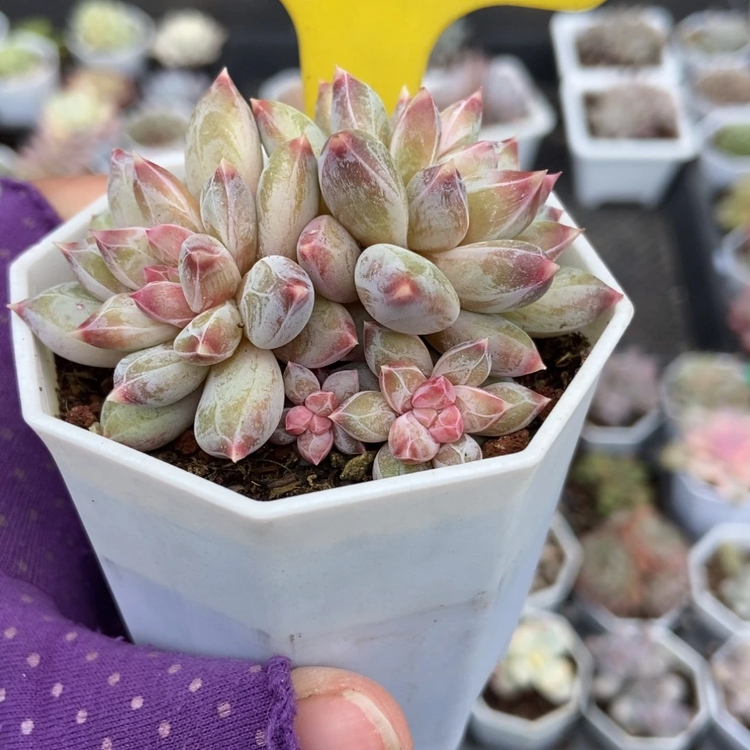 926伊丽莎白多肉植物