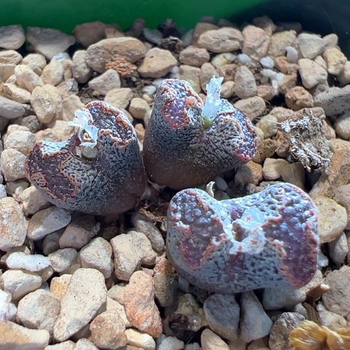 945。 超蝶。下播福利