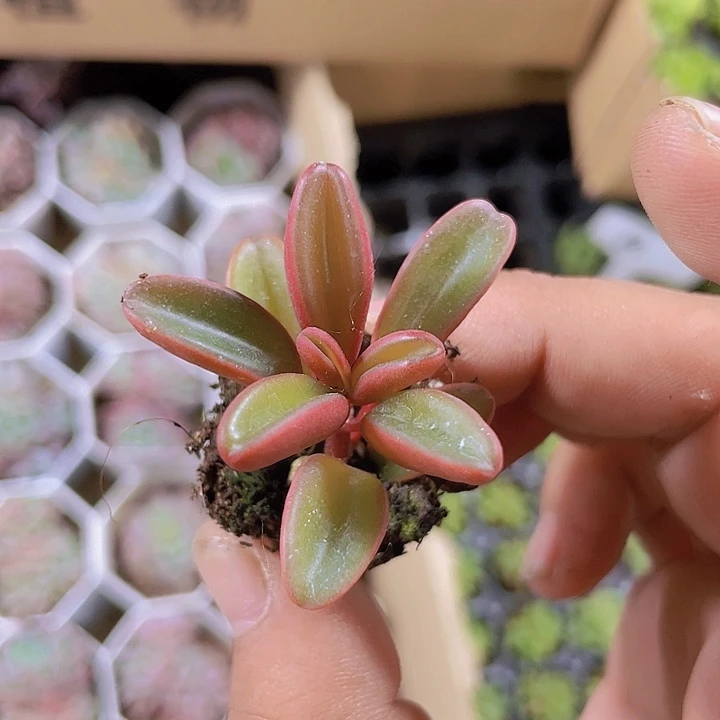 35红背胶草精品多肉