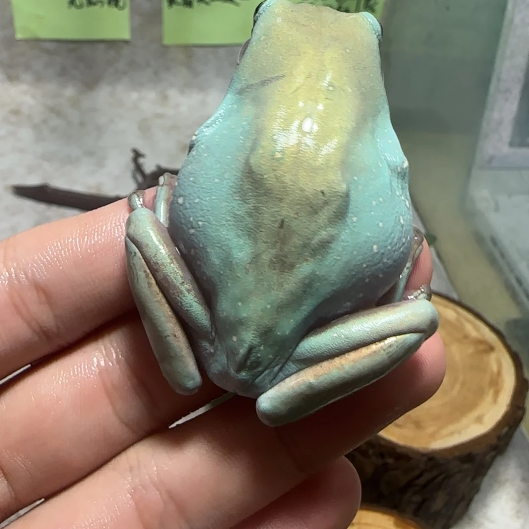 老爷树蛙4 顶级通体金