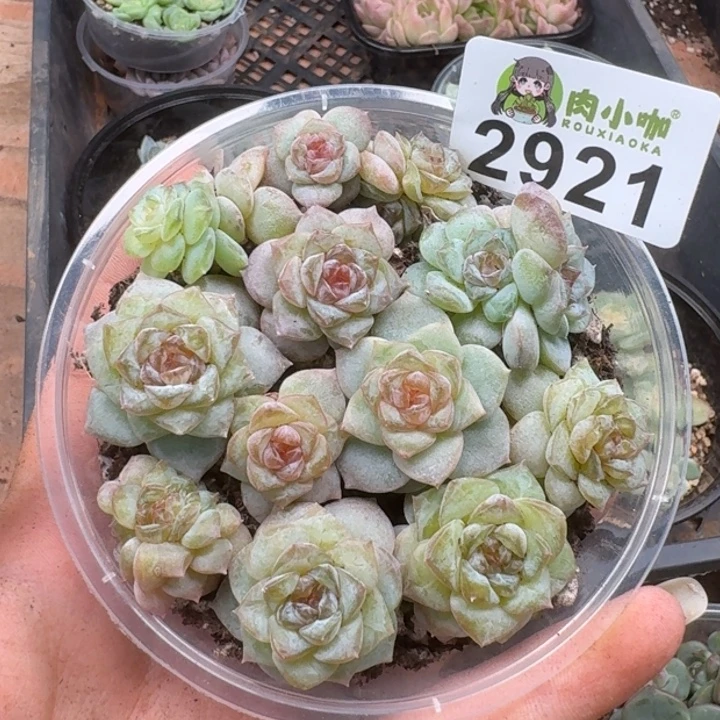 多肉植物多肉植物