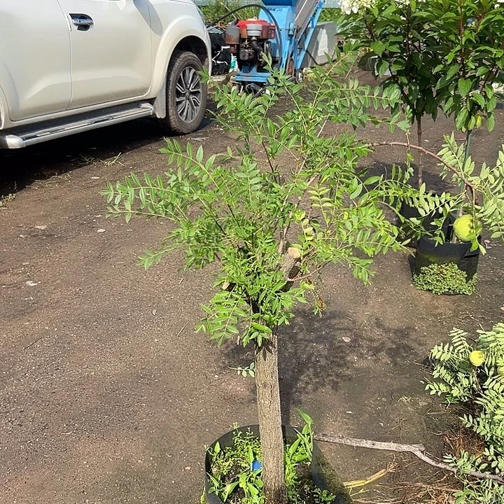 无花朵状元花文官树