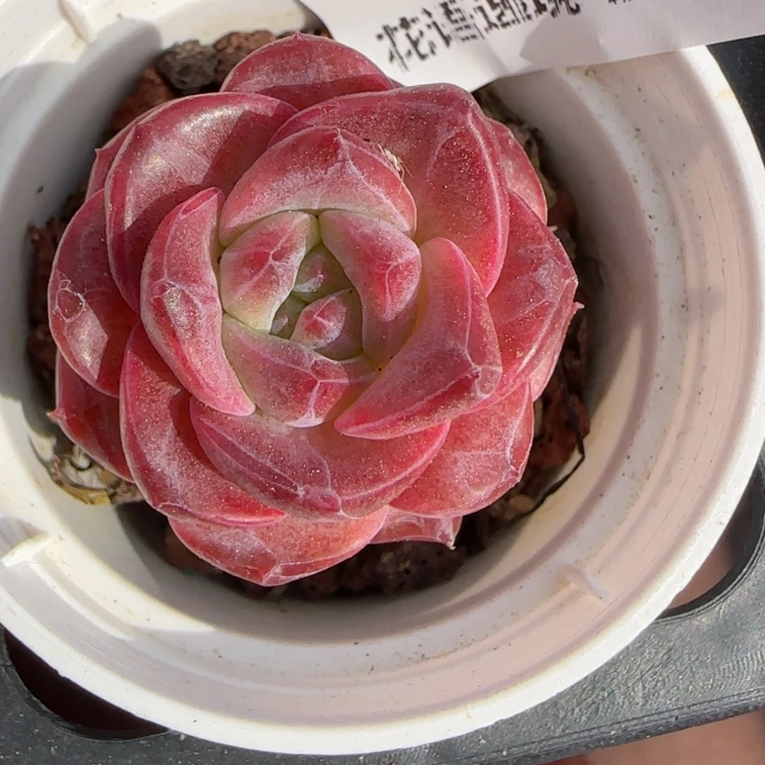 花语逸境0222-106