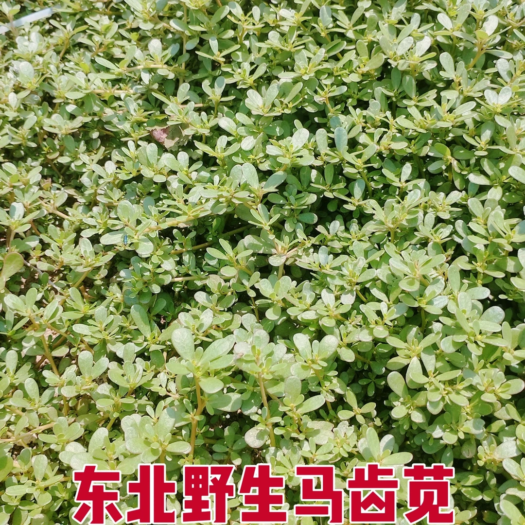 东北野生马齿苋长寿菜蚂蚱菜整颗带根发货有老有嫩介意者勿拍