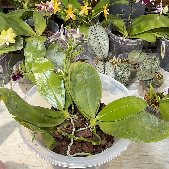 冰***凌大部分开放少量花苞