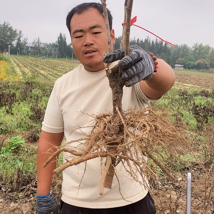 当前无花朵，栽培后可花朵岛锦40