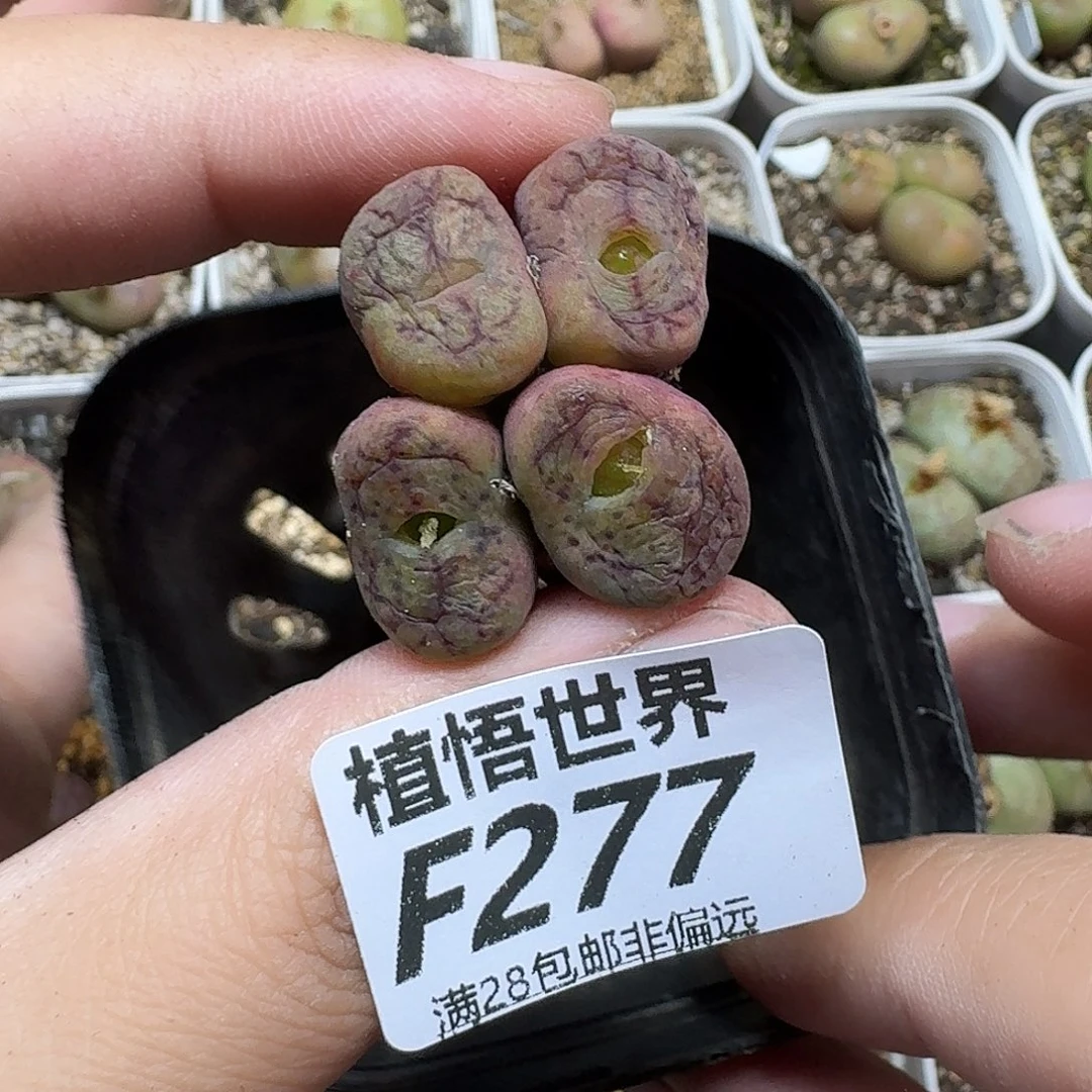 多肉植物的润泽fbn