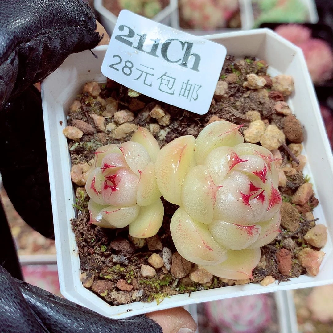 5厘米盆精控多肉211